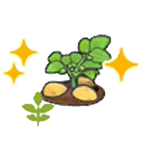 Blooming potato plant (Grow)