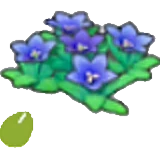 Mountain-flower seeds