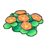 Seashore flowers (orange)