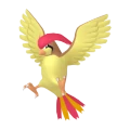 Pidgeotto