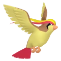Pidgeot