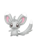 Minccino