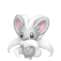 Cinccino